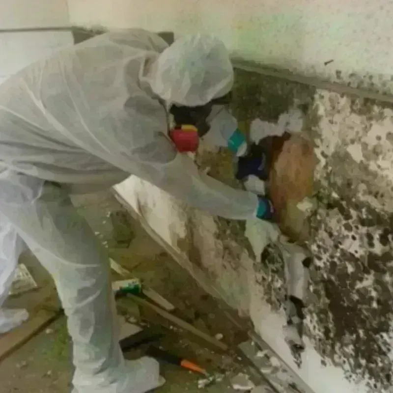 Mold Remediation and Removal in Schofield Barracks, HI